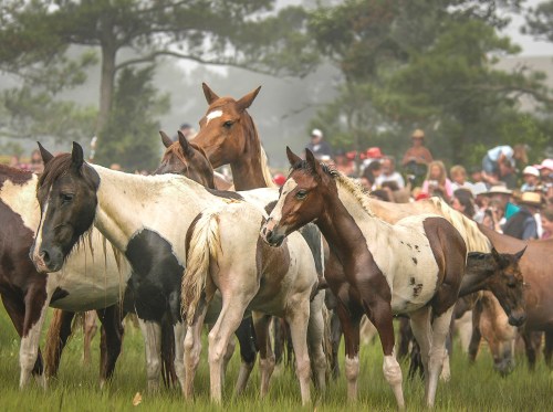 A group of horses, including a foal, stands in a grassy field with a crowd of people in the background.