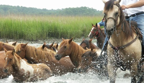 A rider on a horse leads a group of horses through shallow water, splashing as they move through tall grass.