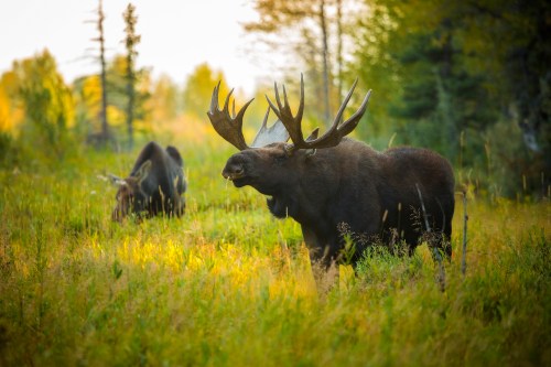 A moose with large antlers stands in a grassy field, surrounded by trees and soft sunlight. Another moose is in the background.