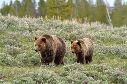 Two grizzly bears walking through a grassy, green landscape with sparse shrubs and trees in the background.