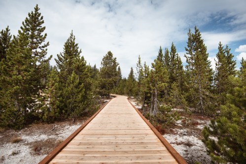 A wooden boardwalk leads through a forest of tall pine trees under a partly cloudy sky.