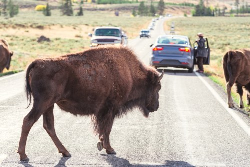 A bison crosses a road with cars stopped nearby, while a person stands by a vehicle in the background.