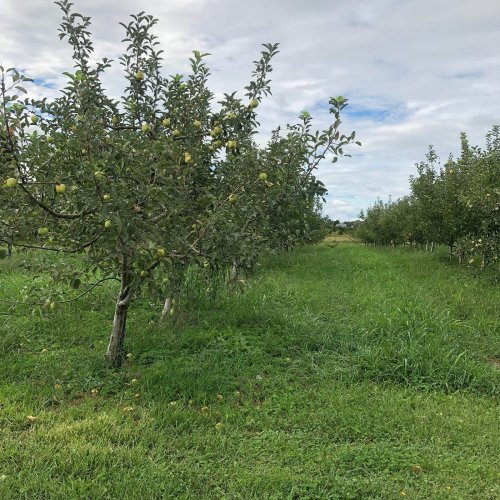 A lush apple orchard with trees bearing green apples, surrounded by grassy pathways under a cloudy sky.