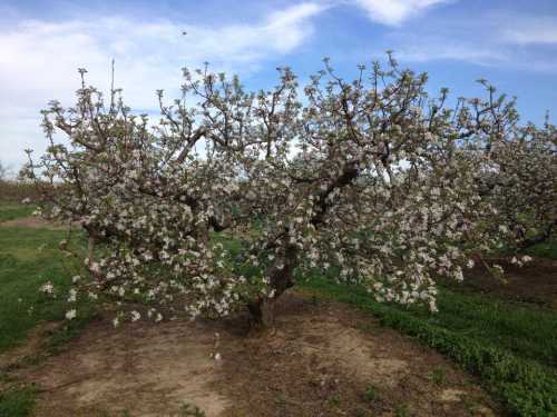 A flowering apple tree in a grassy field under a blue sky, showcasing vibrant pink and white blossoms.