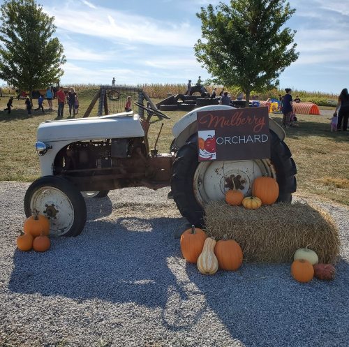A vintage tractor beside pumpkins and gourds at Mulberry Orchard, with people enjoying the outdoor setting.