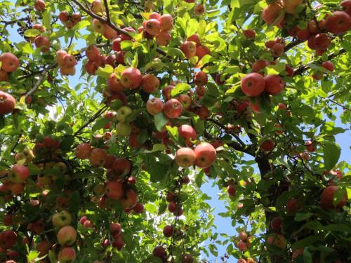 A lush apple tree filled with ripe red and green apples against a bright blue sky.