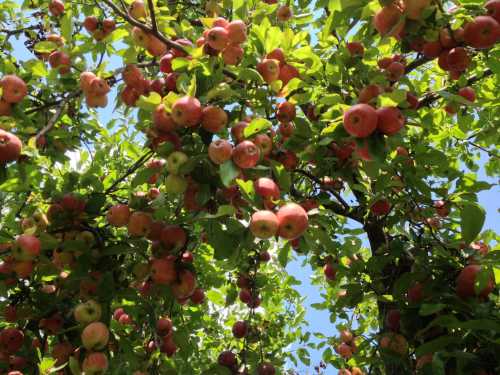 A lush apple tree filled with ripe red and green apples against a bright blue sky.