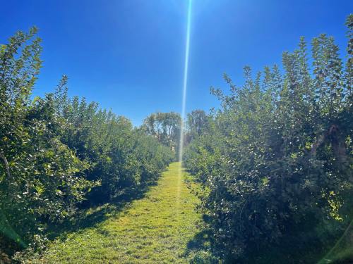 A sunlit path between lush green apple trees under a clear blue sky.