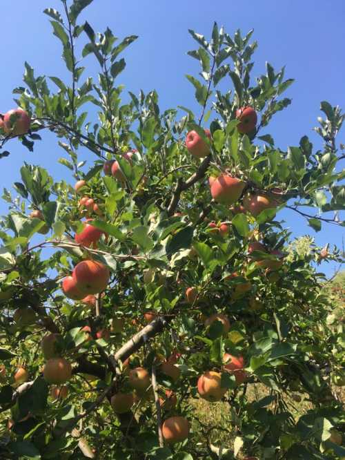 A tree laden with ripe apples against a clear blue sky.