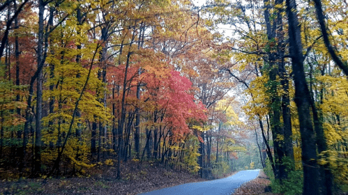 A winding road surrounded by vibrant autumn trees in shades of red, orange, and yellow.