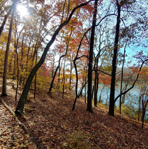 A serene forest scene in autumn, with colorful leaves and a calm lake visible through the trees.