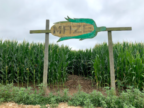 A wooden sign reading "MAZE" stands at the entrance of a tall cornfield under a cloudy sky.