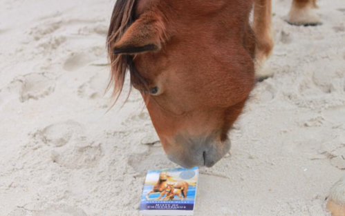 A horse curiously examines a small box on sandy ground.