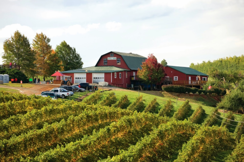 A red barn surrounded by green vineyards and trees under a cloudy sky, with parked cars nearby.