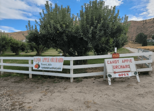A white fence surrounds Candy Apple Orchard, with signs indicating it's open, set against a hilly landscape.