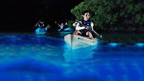 A person kayaking at night, surrounded by glowing blue water and lush greenery.