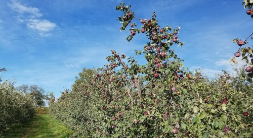 A sunny apple orchard with rows of trees heavy with ripe red apples against a blue sky.