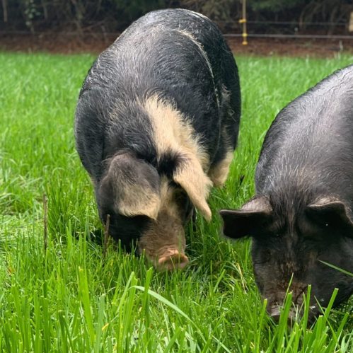 Two pigs grazing on lush green grass in a sunny outdoor setting.