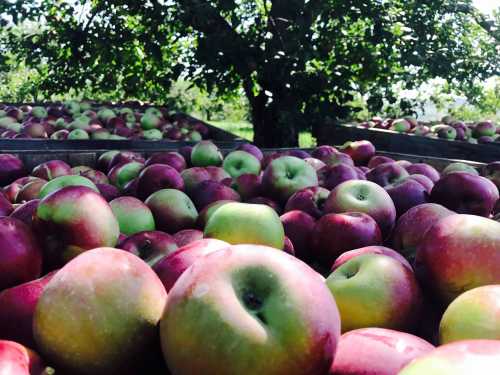 A close-up of freshly picked apples in wooden crates, with an apple tree in the background.