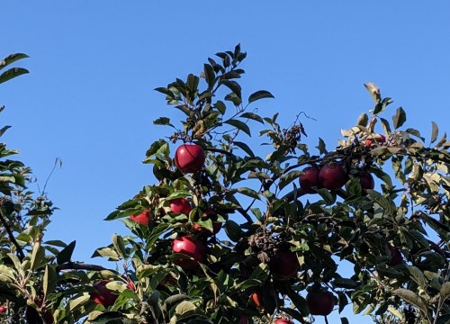 Red apples hanging from a tree branch against a clear blue sky.