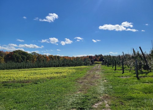 A sunny day in an orchard with green trees, a dirt path, and colorful autumn foliage in the background.