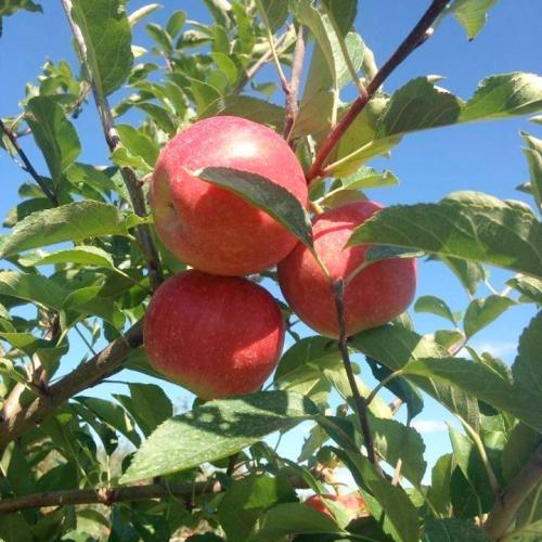 Three red apples hanging from a green leafy branch against a clear blue sky.