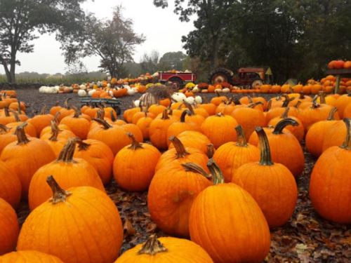 A field filled with bright orange pumpkins, surrounded by trees and a few white pumpkins in the background.