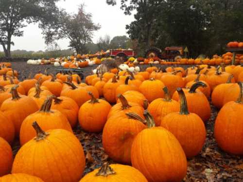 A field filled with bright orange pumpkins, surrounded by trees and a few white pumpkins in the background.