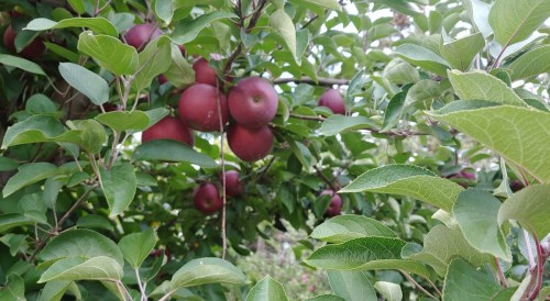 A close-up of a tree branch laden with red apples surrounded by green leaves.