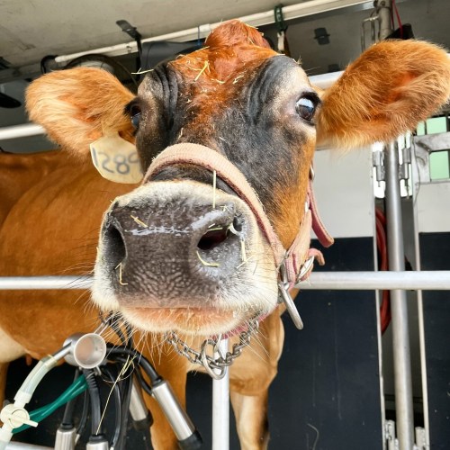 Close-up of a brown cow with a halter, looking curiously at the camera, with straw in its nose and surroundings.