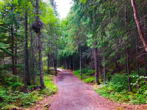 A winding path through a lush green forest, surrounded by tall trees and vibrant foliage.
