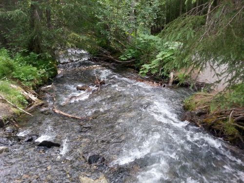 A serene stream flows through a lush green forest, surrounded by trees and rocks.