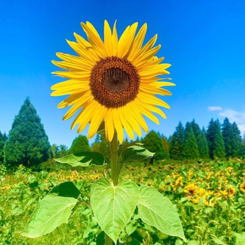 A vibrant sunflower stands tall against a clear blue sky, surrounded by a field of sunflowers and green trees.