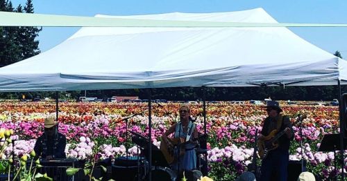 A band performs under a tent in a field of colorful flowers on a sunny day.