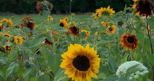 A vibrant field of sunflowers in various shades of yellow and brown, surrounded by green leaves.