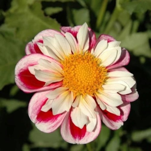 A vibrant flower with white petals edged in pink and a bright yellow center, surrounded by green foliage.