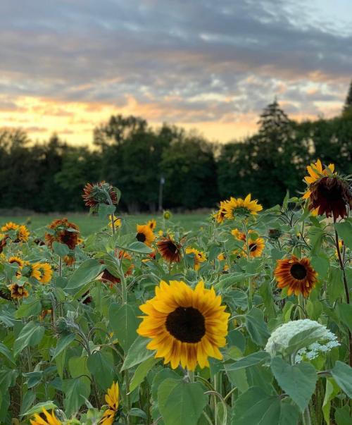 A field of vibrant sunflowers under a colorful sunset, surrounded by lush greenery and a cloudy sky.