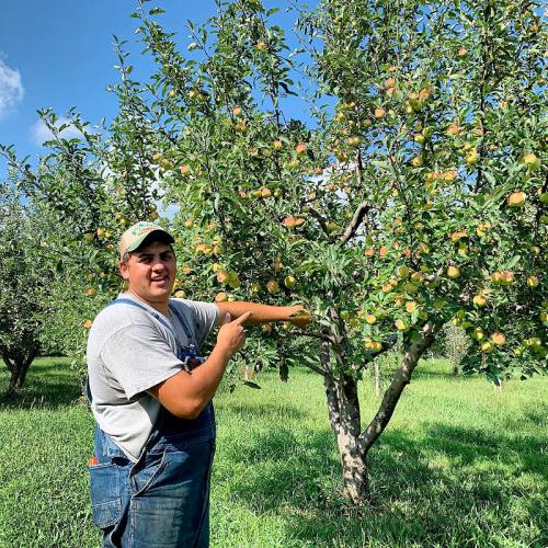 A man in overalls stands next to an apple tree, pointing at the ripe apples under a clear blue sky.
