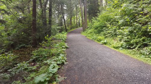A winding gravel path through a lush green forest, surrounded by trees and foliage.
