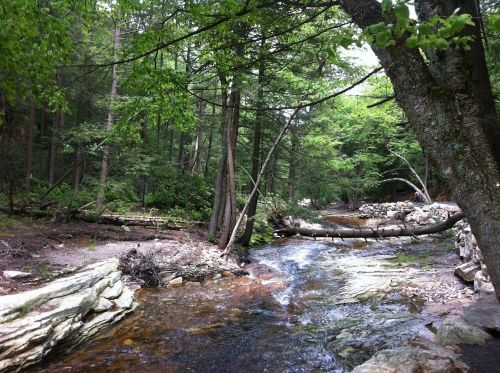 A serene forest scene with a flowing stream, surrounded by lush green trees and fallen logs.