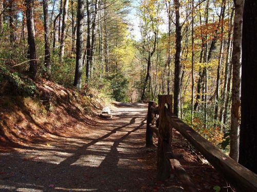A serene forest path lined with trees, showcasing vibrant autumn foliage and a wooden fence along the trail.