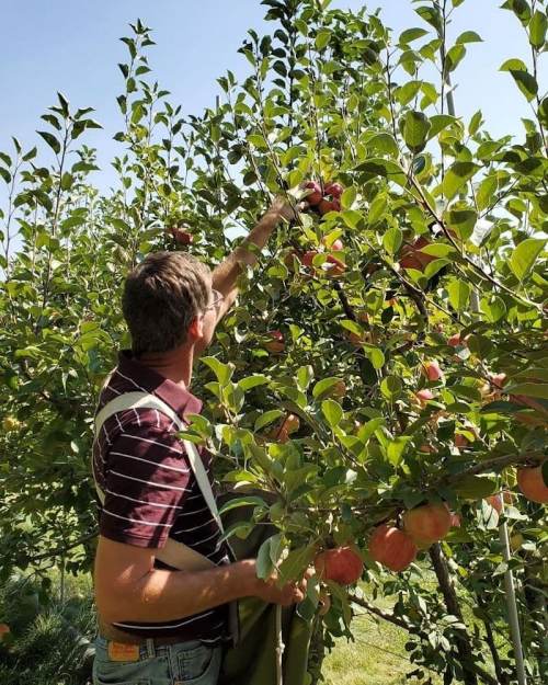 A person picking apples from a tree in an orchard on a sunny day.