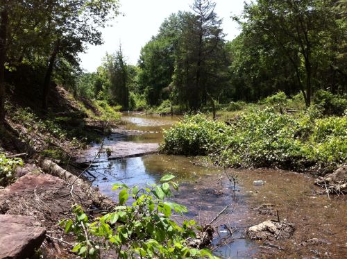 A serene, overgrown stream surrounded by lush greenery and trees under a clear blue sky.
