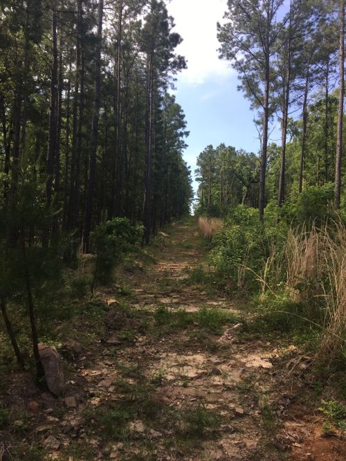 A dirt path through a dense forest of tall pine trees, with greenery on either side and a clear blue sky above.
