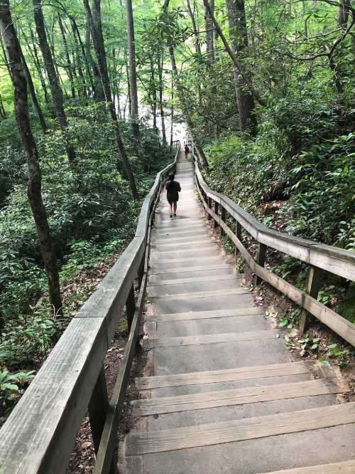 A wooden staircase winds down through a lush green forest, with two people walking in the distance.