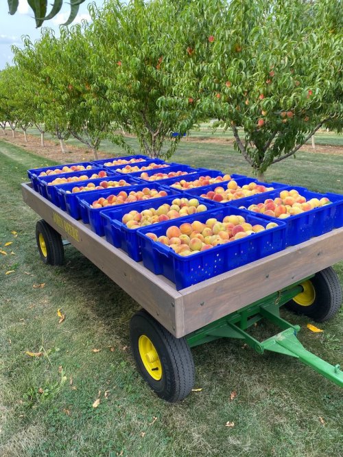 A cart filled with blue crates of freshly picked peaches, surrounded by peach trees in an orchard.