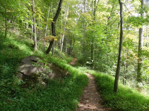 A winding dirt path through a lush green forest, surrounded by trees and vibrant foliage.