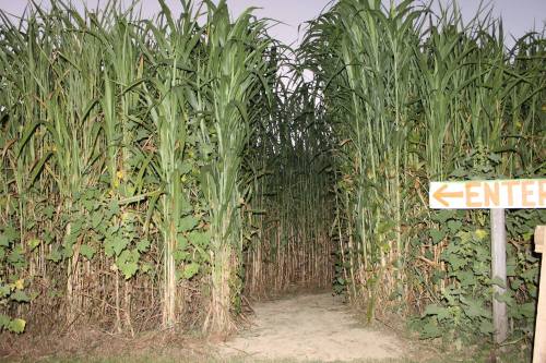 A pathway through tall corn stalks, with a sign pointing left that says "ENTER."