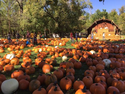 A pumpkin patch filled with various pumpkins, with people browsing and a rustic barn in the background.