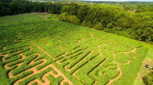 Aerial view of a corn maze with intricate designs carved into the greenery, surrounded by trees and open fields.